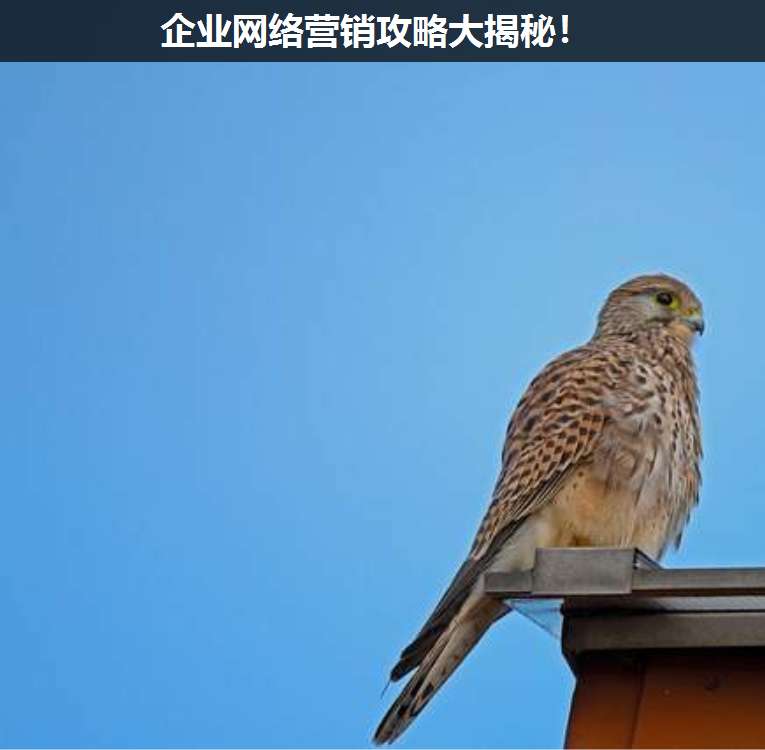 企業(yè)網(wǎng)絡(luò)營銷攻略大揭秘!