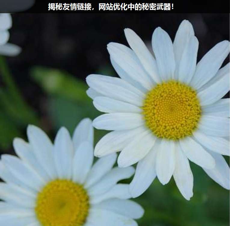 揭秘友情鏈接,網(wǎng)站優(yōu)化中的秘密武器!